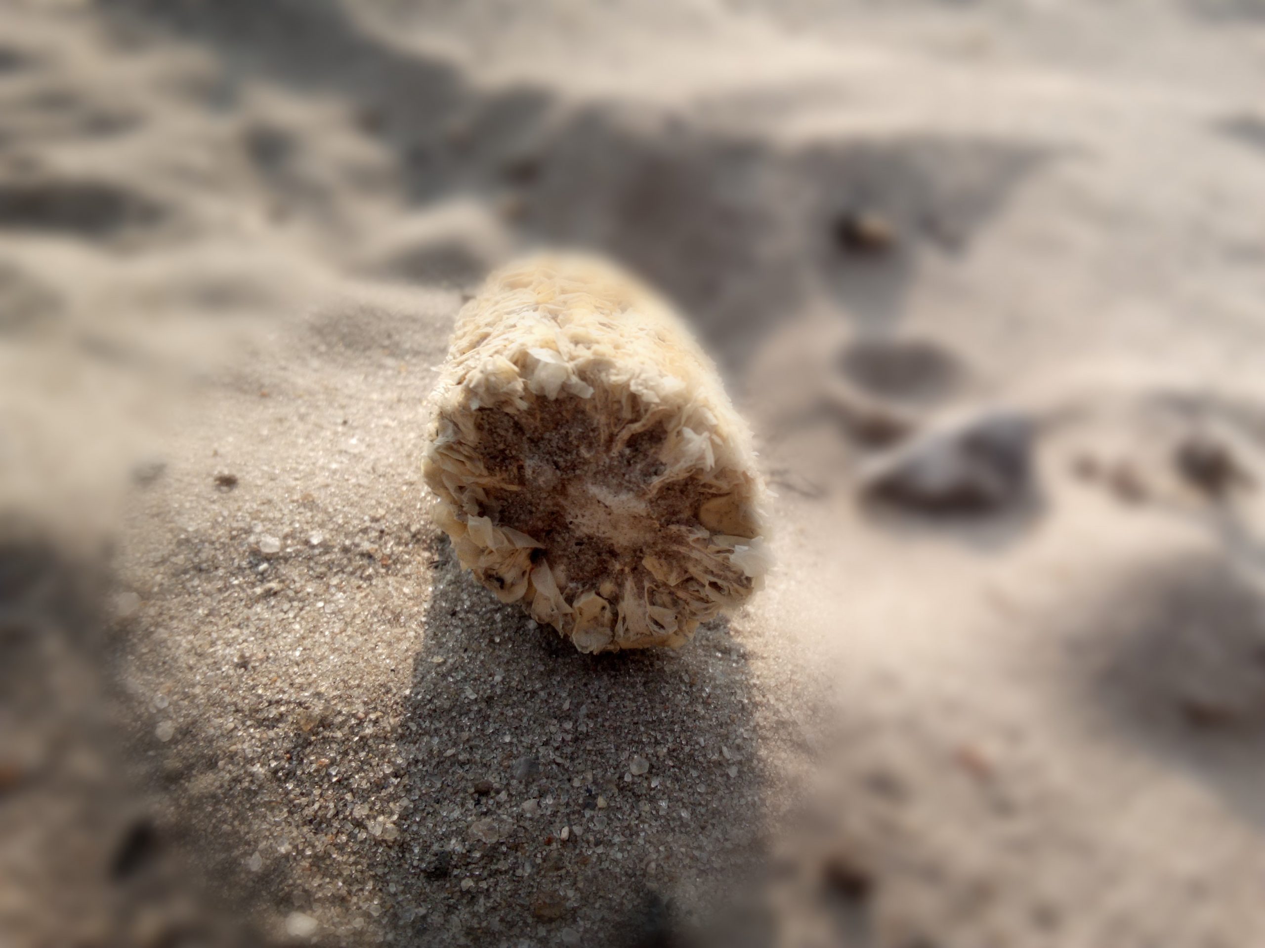 back camera of olla m8 plus with blur effect